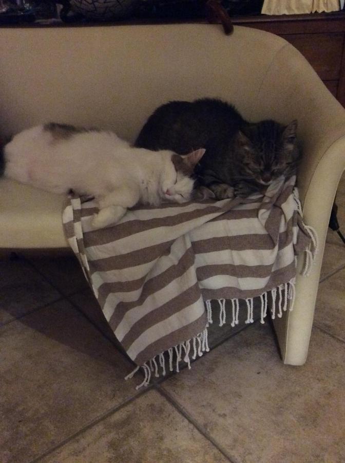 Bed & Breakfast Il Frassino